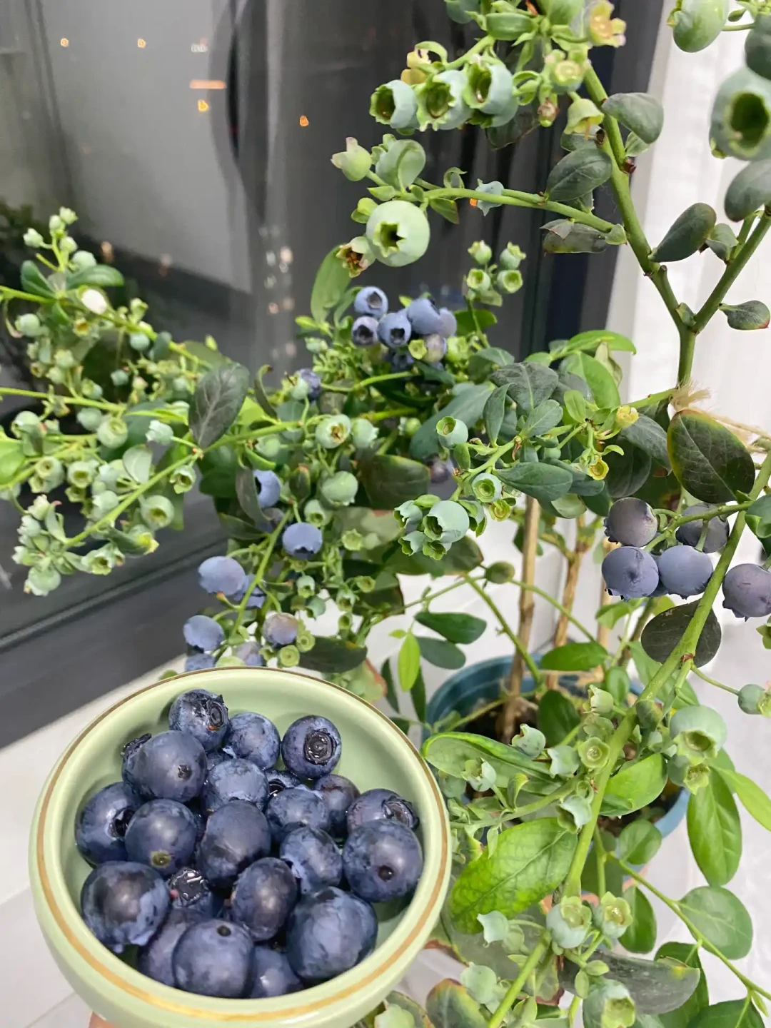 9月买苗的才是自己种蓝莓的：秋植窗口、区域匹配和三本账，先把功课做完再下单
