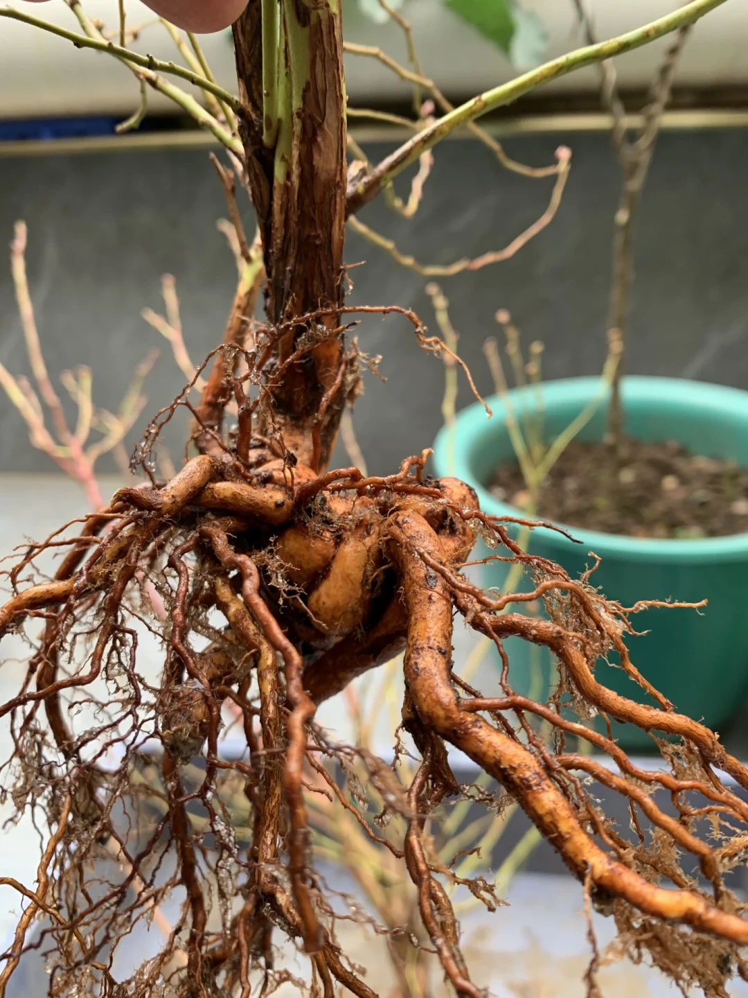 9月买苗的才是自己种蓝莓的：秋植窗口、区域匹配和三本账，先把功课做完再下单
