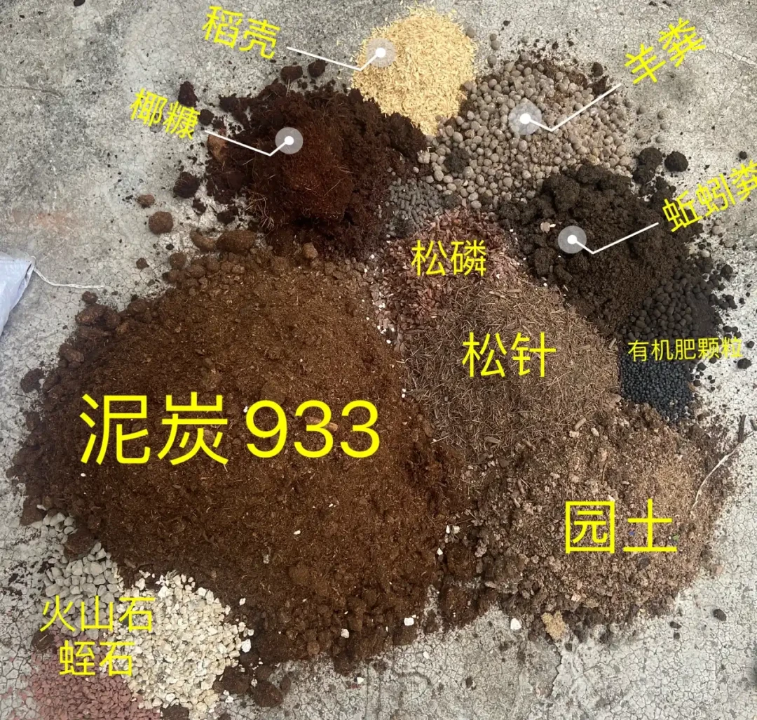 9月买苗的才是自己种蓝莓的：秋植窗口、区域匹配和三本账，先把功课做完再下单