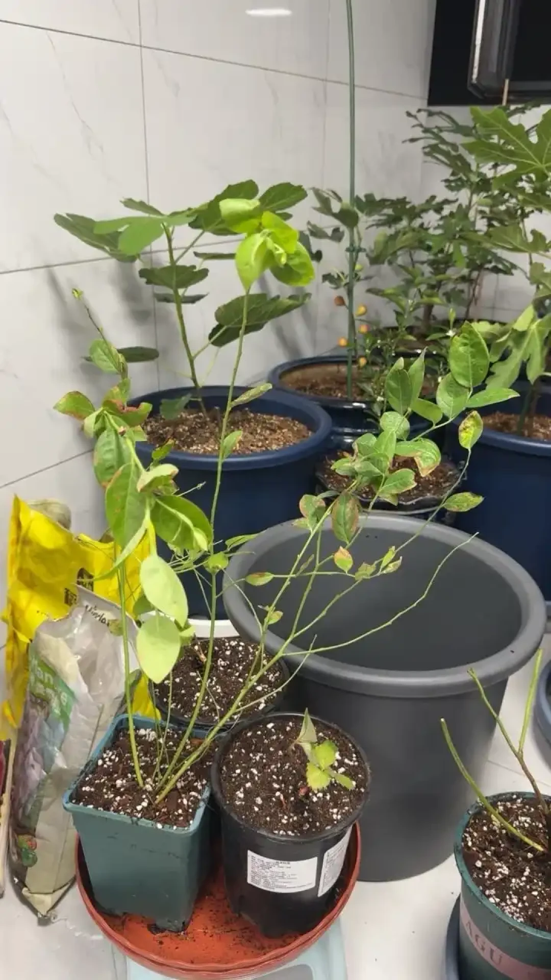 9月买苗的才是自己种蓝莓的：秋植窗口、区域匹配和三本账，先把功课做完再下单