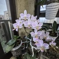2.5寸"叶损苗"120元：187条评论里的真实成交价，揭开今年直播间蝴蝶兰的底价