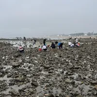 双假期赶海最好的窗口，其实是中间那三个"班的日子"：中秋国庆潮汐窗口账本