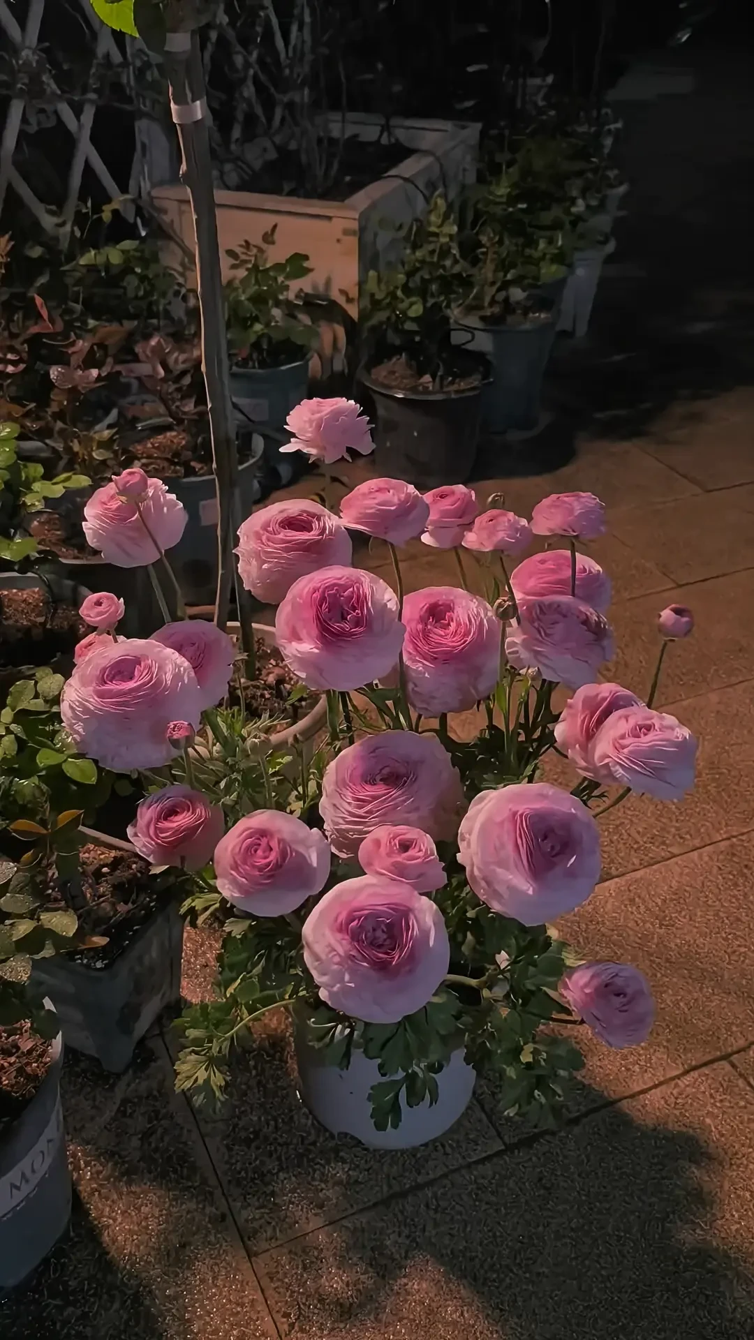 花毛茛“比惨大会”开到今年秋天:进口爪子真的缩水了吗?付了定金的先别慌,验货、售后、止损三件事先弄清楚