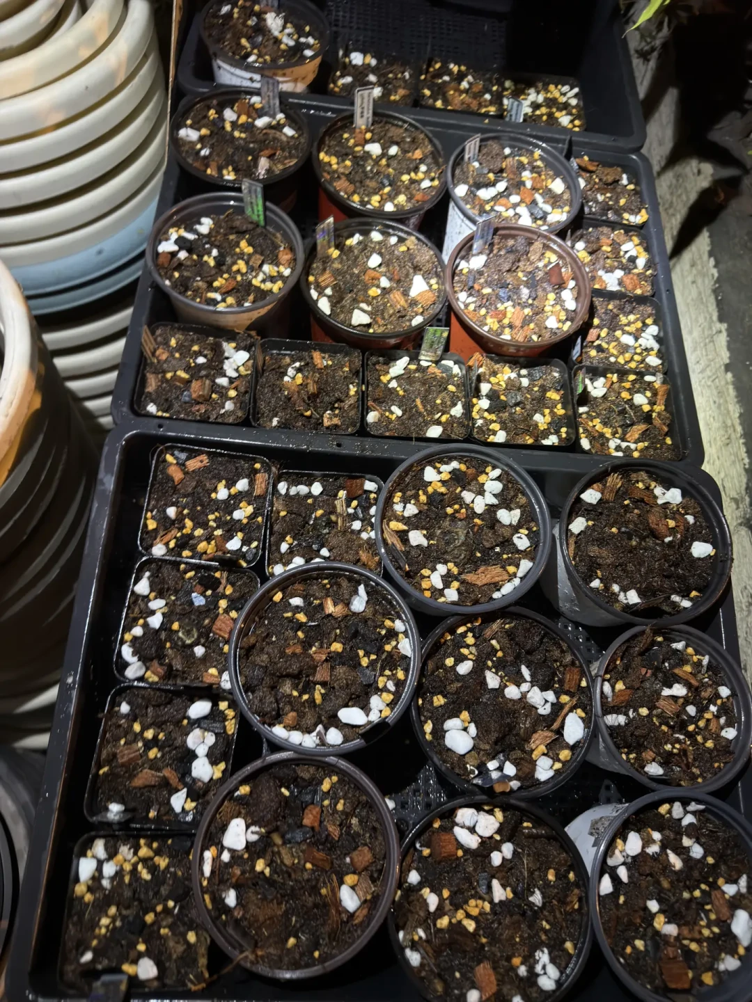 花毛茛“比惨大会”开到今年秋天:进口爪子真的缩水了吗?付了定金的先别慌,验货、售后、止损三件事先弄清楚
