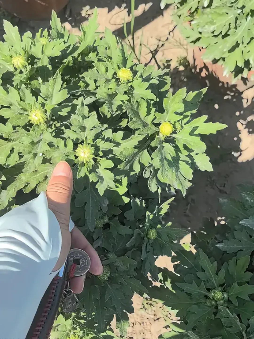 云南的开完了一轮,第一批人已经把真花苞掐了:菊花开苞季,想赶国庆赏花的,买前先看IP再看苞
