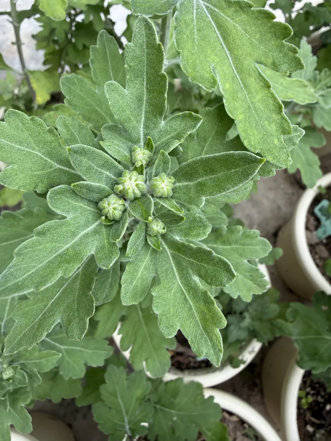 云南的开完了一轮,第一批人已经把真花苞掐了:菊花开苞季,想赶国庆赏花的,买前先看IP再看苞