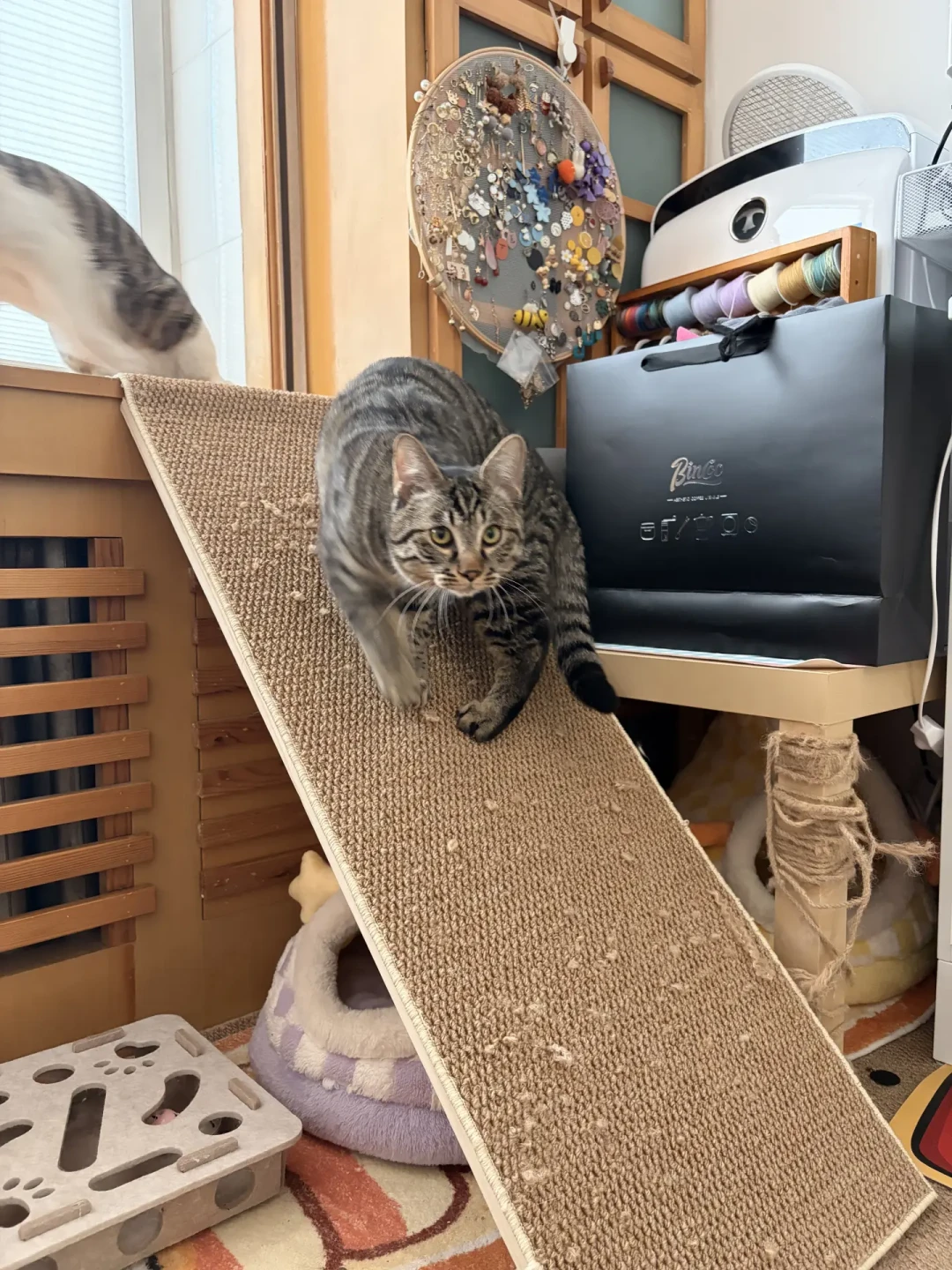 猫墙的「合同期」是15年，不是完工那天：分龄高差、30°斜坡和「死活不用」的反例，我摆在一页里