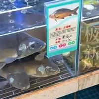 东北十几块，上海88！这条鱼凭什么贵10倍？行家带路不踩坑