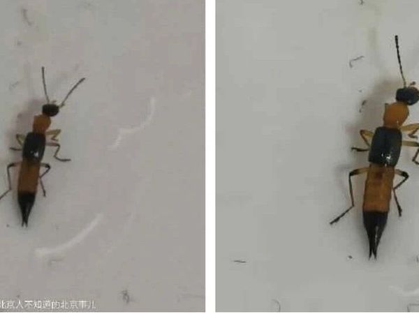 北京家住17层，屋内发现隐翅虫，专家：高层绝非“安全区”，碘伏、盐水、牙膏、酱油都别用