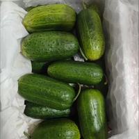无限回购！带刺玛莎水果黄瓜太爽口