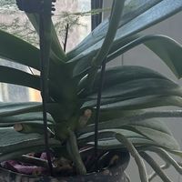 蝴蝶兰长气生根是好事还是坏事？怎么让它转开花？