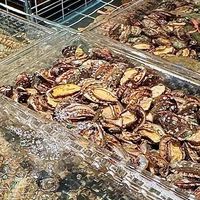 无锡松蒸探店｜冲着海鲜来的，最后被一锅粥圈粉