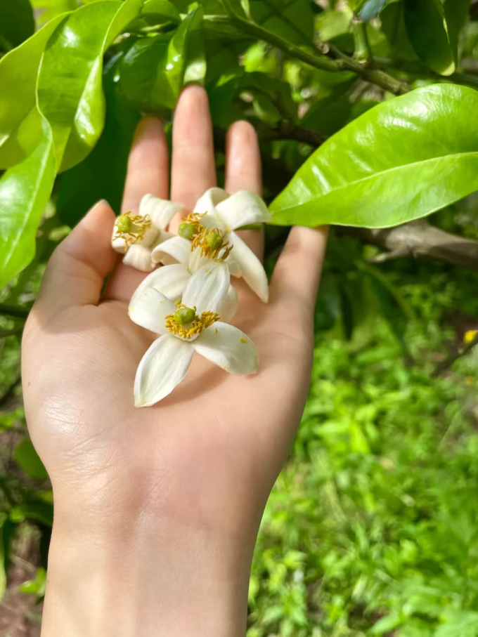 奥妙衣物清洁