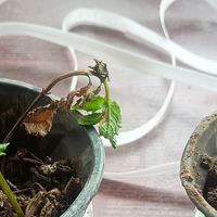 京喜3块钱买的薄荷，Mary已经抛弃了我，Jennifer终将离我而去