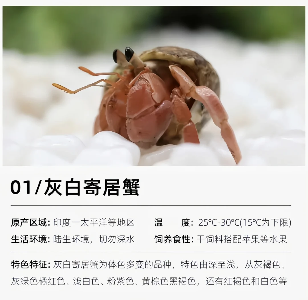 「松了,松了」:12k赞的寄居蟹夹嘴唇帖吵到今天,国庆赶海和夜市地摊掏10块之前,先把海陆、十年、蜕皮这三笔账和一条海关红线算清