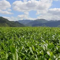 距中秋10天，茶圈的"秋茶年份仗"开打：一半人在狂付"2026正秋预订"的定金，一半人拿已经交卷的"润而不香"武夷红茶当反面教材——对完3篇央媒防汛台风报道、6条茶农2026秋茶工艺连载、1条好年份帖的8条评论和3批去年早秋/正秋开采帖，3个派系1张谱系、4句说法逐句判、1张中秋×正秋日历、1套验年份三问、1张全网可见报价带、3类人行动卡、5条红线，中秋礼箱下单前一次说清