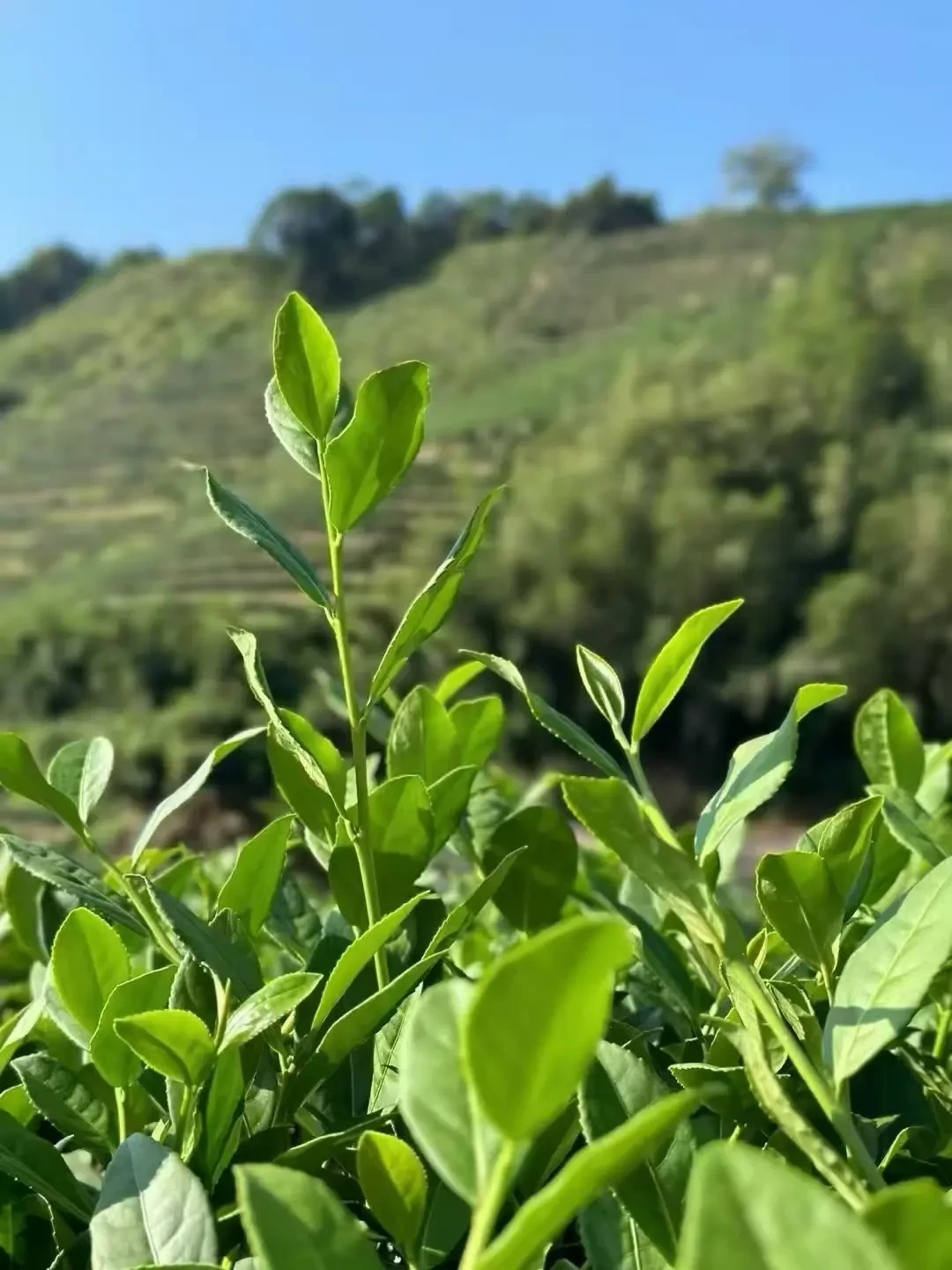 距中秋10天,茶圈的