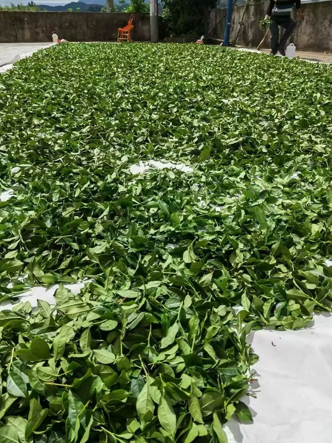 距中秋10天,茶圈的