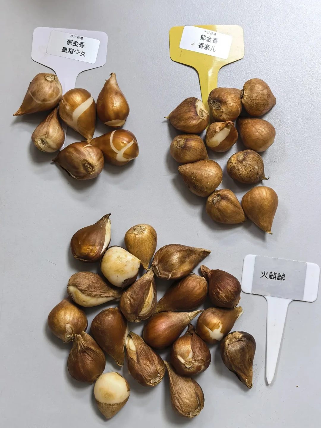 第一批秋植球根已经上架,两广还热着:翻完这波预售帖、冰箱春化帖和烂球预警帖,我把谁现在该冷藏、谁该等降温、怎么倒排到春节开花理清了