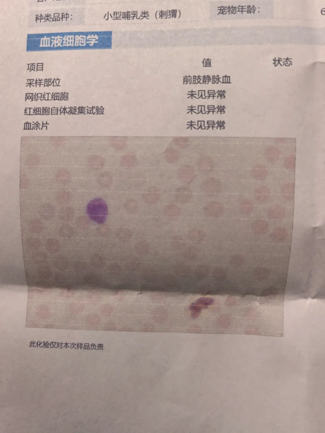 「直接去绝育吧,大概1000多」vs「这种异宠做绝育风险很高,没必要」:深夜「粉色尿」求助帖下评论区吵翻,母刺猬绝育决定前,先把千分之一、6-12个月、200块拍片和4000块摘除这四笔账算清