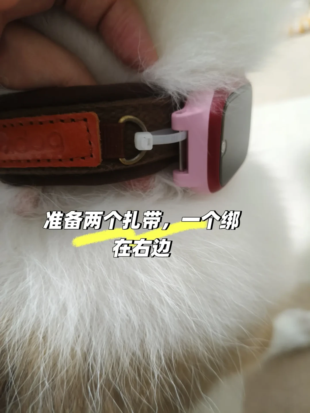 第一批宠物已经戴上电话手表了:30多条小天才改装实测帖对完,卡住我的不是定位精度,是这五道关