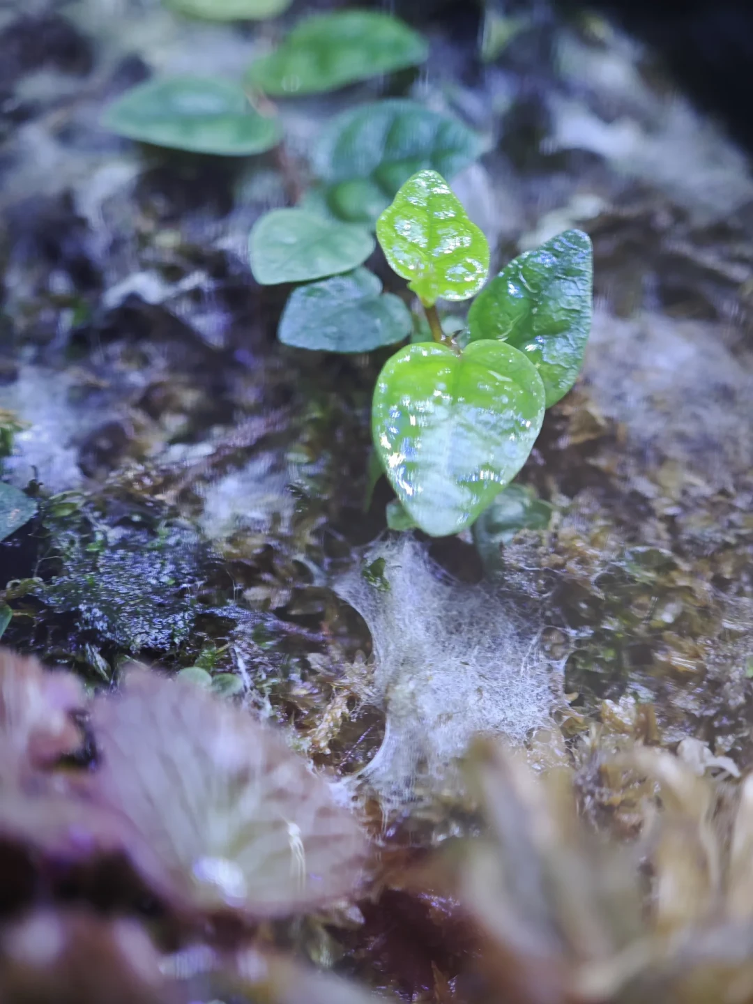 夏天开的缸一到9月就