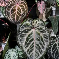 8月底开始「绿植上墙」的帖子天天有新帖：翻了吸盘掉落、1.6米架晃动和浇水帖，我把哪面墙能挂、承重多少、钱花在哪理清了