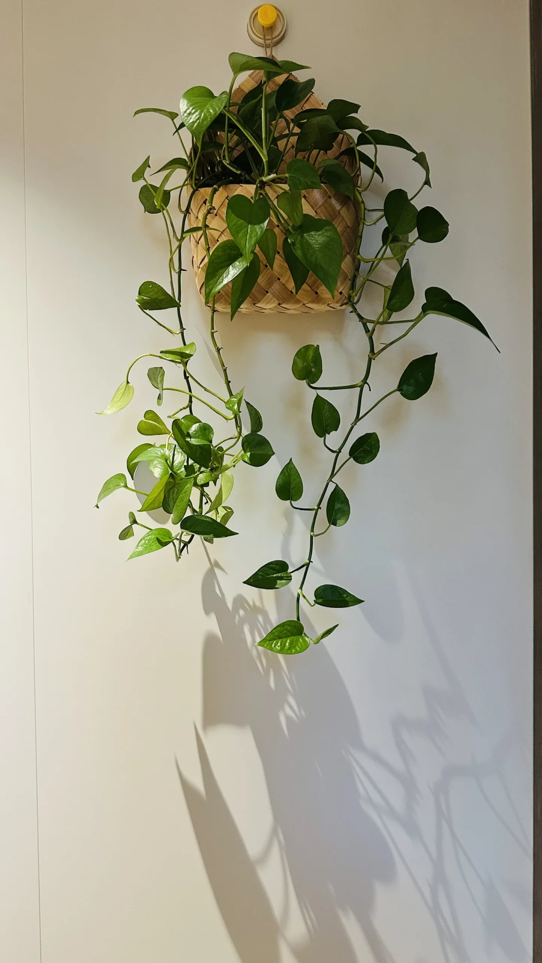 8月底开始「绿植上墙」的帖子天天有新帖:翻了吸盘掉落、1.6米架晃动和浇水帖,我把哪面墙能挂、承重多少、钱花在哪理清了