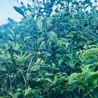 全网都是秋茶，为什么没一片茶敢写"秋茶"两个字：我把央视的109元/公斤、200元/斤的采工账、抖音清退的1.65万商家和397条评论摆齐，理清4条去向、4步拦截和4类人的动作