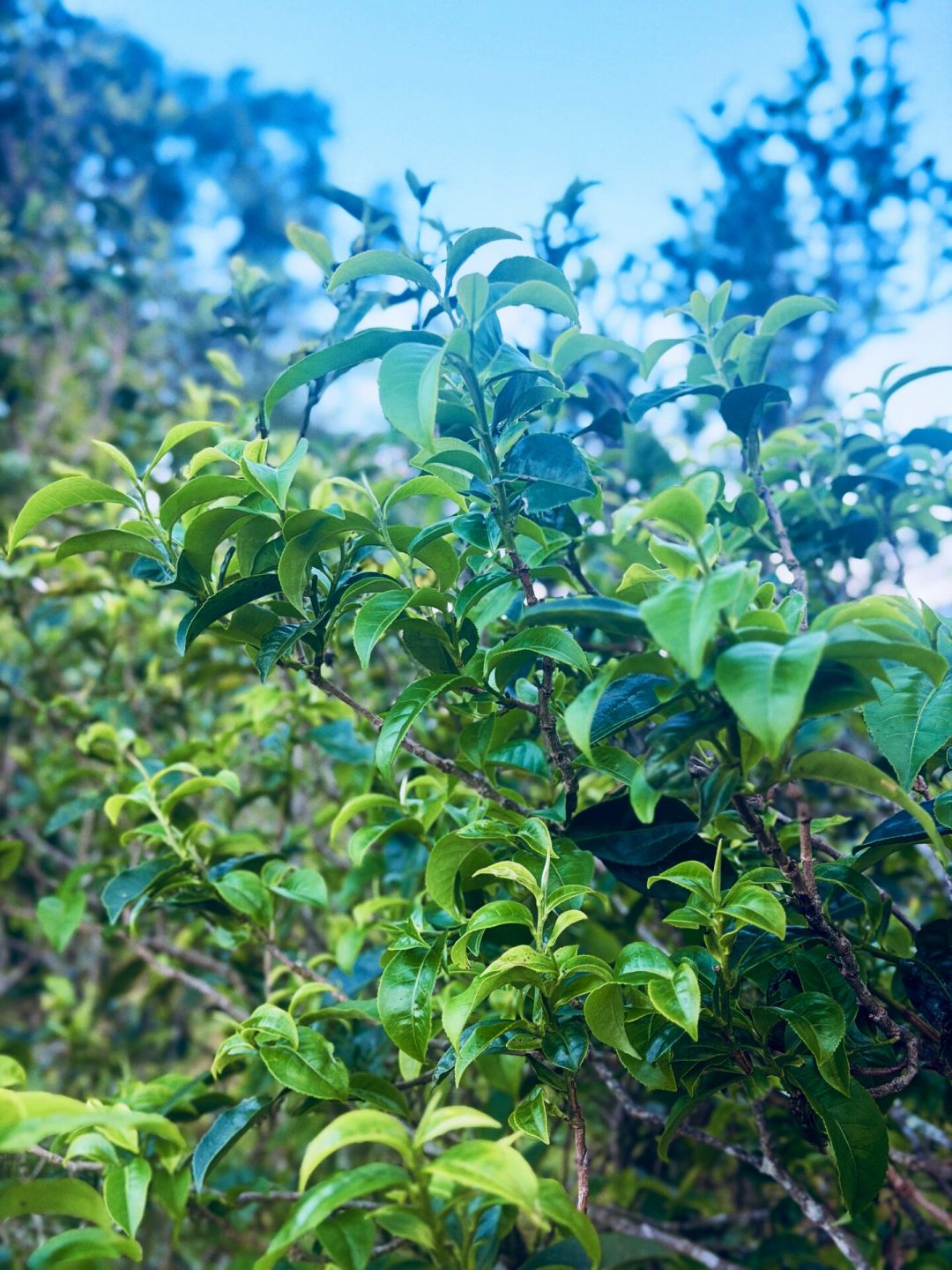 全网都是秋茶,为什么没一片茶敢写