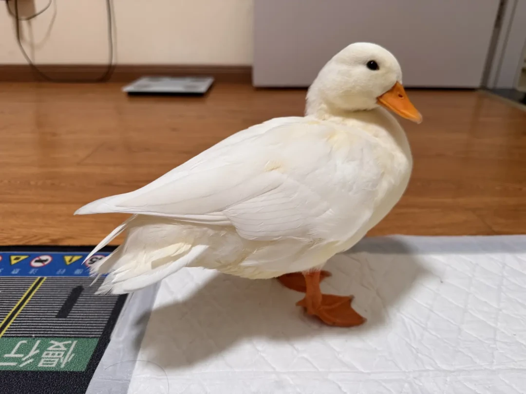 西湖里出现了