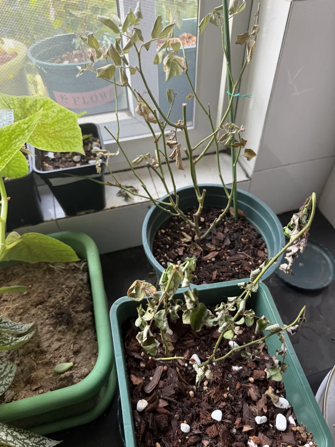 9月秋老虎红蜘蛛反扑：杀虫剂打一遍≈没打，成螨虫卵双杀六周时间表收好