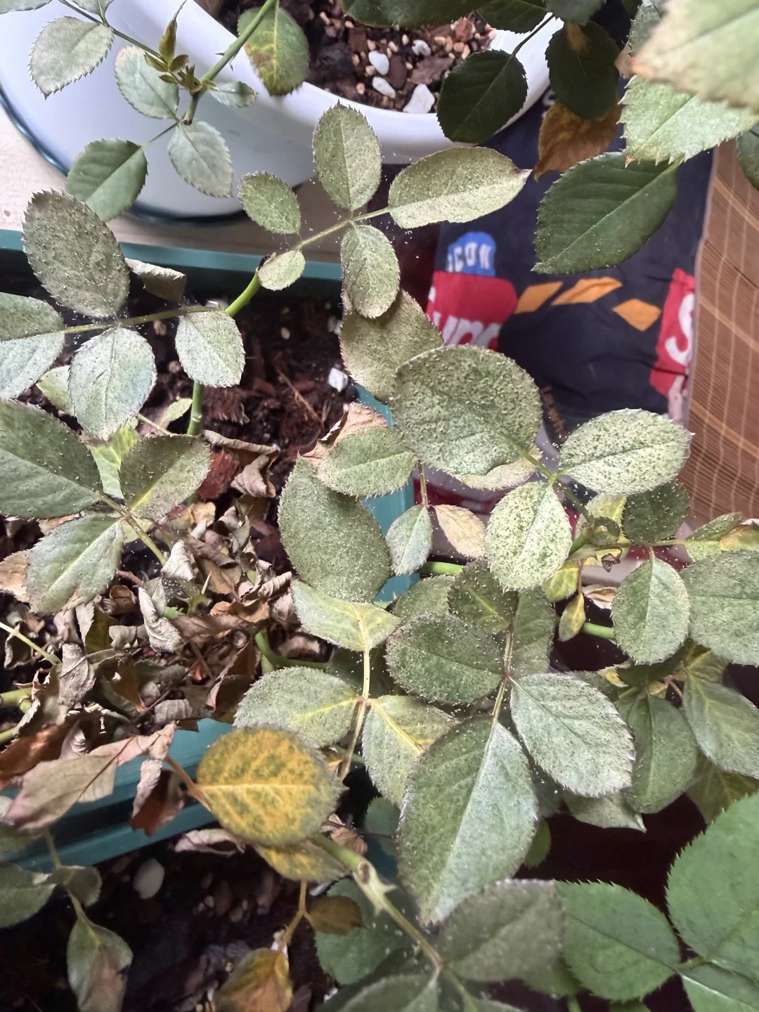 9月秋老虎红蜘蛛反扑：杀虫剂打一遍≈没打，成螨虫卵双杀六周时间表收好
