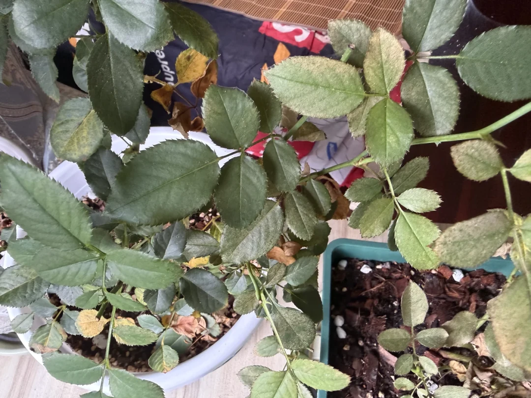 9月秋老虎红蜘蛛反扑：杀虫剂打一遍≈没打，成螨虫卵双杀六周时间表收好