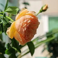 9月秋老虎红蜘蛛反扑：杀虫剂打一遍≈没打，成螨虫卵双杀六周时间表收好