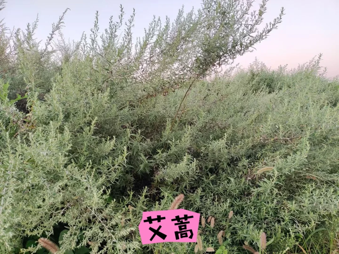 北京蒿草花粉冲到年度峰值,“鼻炎针”刚进医保:单针自付三百出头、整疗程约一千——我把今秋首个花粉预报、真实世界打针方案和几十条打不打、脱不脱的晒价帖翻了一遍——谁该打、几时打、花多少、哪些钱白花,一次说清