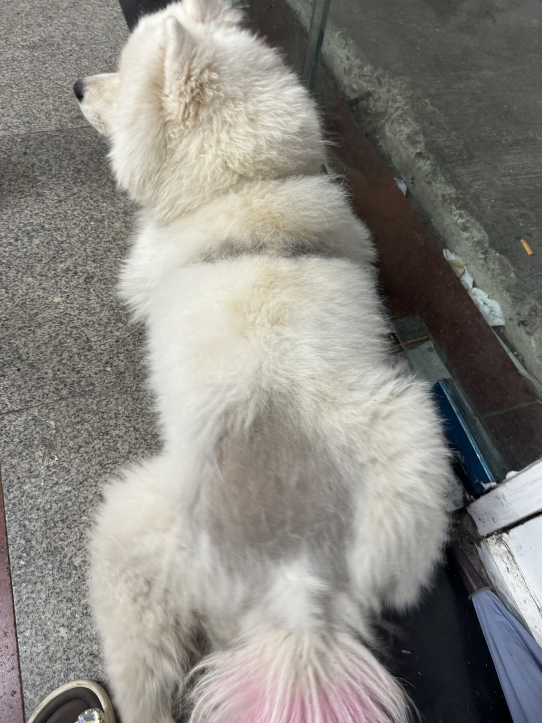 萨摩耶洗澡有的店60有的店400:秋季掉毛季把大狗洗美晒账拆完,才发现真正坑的是那句
