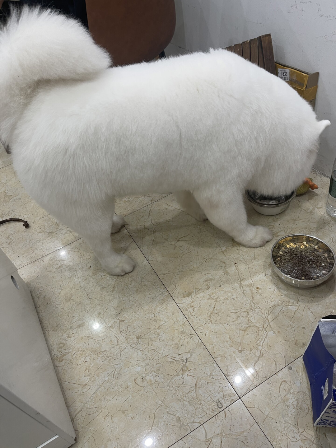 萨摩耶洗澡有的店60有的店400:秋季掉毛季把大狗洗美晒账拆完,才发现真正坑的是那句