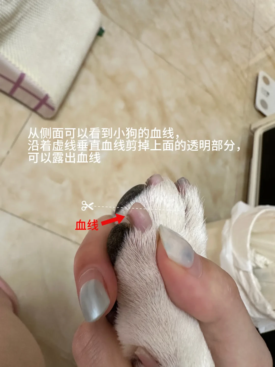 「半年不剪,血线会追刀口;两周一点,血线会往回缩」:翻完4平台70多条剪指甲帖,我把