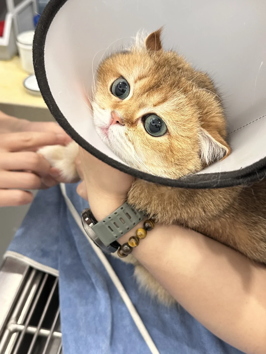 英短
