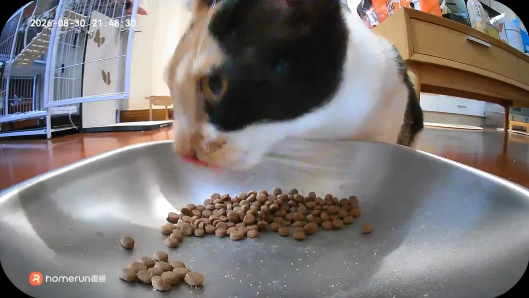 猫凌晨4点开蹦迪：全网“熬猫”偏方大排雷，你熬的可能全是反作用