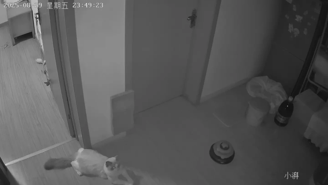 猫凌晨4点开蹦迪：全网“熬猫”偏方大排雷，你熬的可能全是反作用