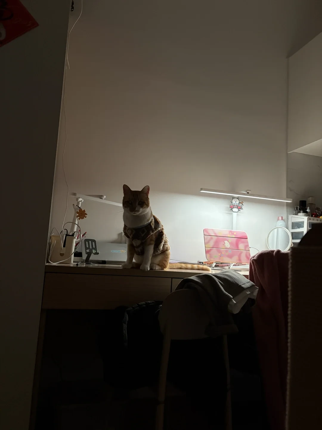 猫凌晨4点开蹦迪：全网“熬猫”偏方大排雷，你熬的可能全是反作用