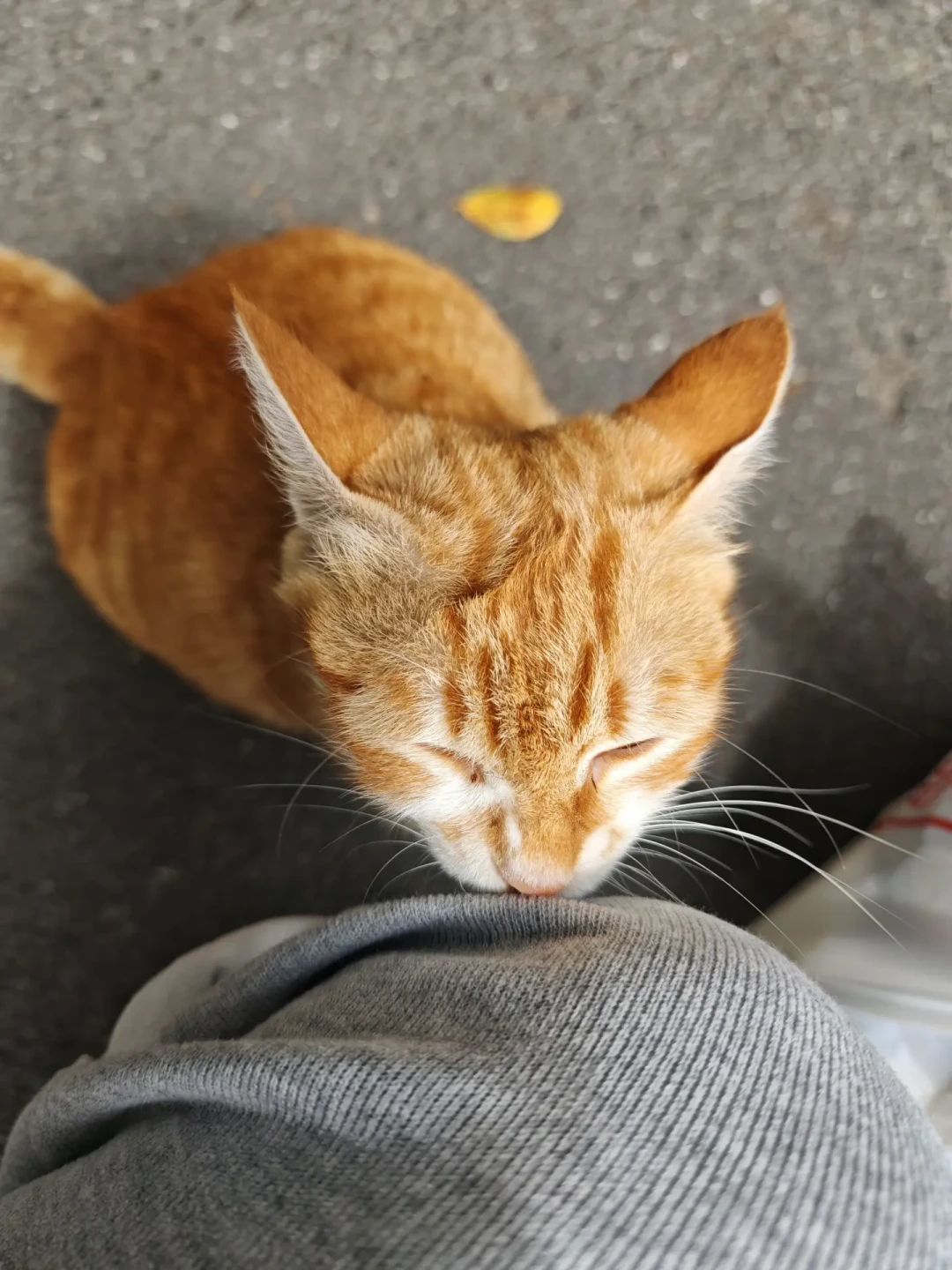 猫尿床被说成