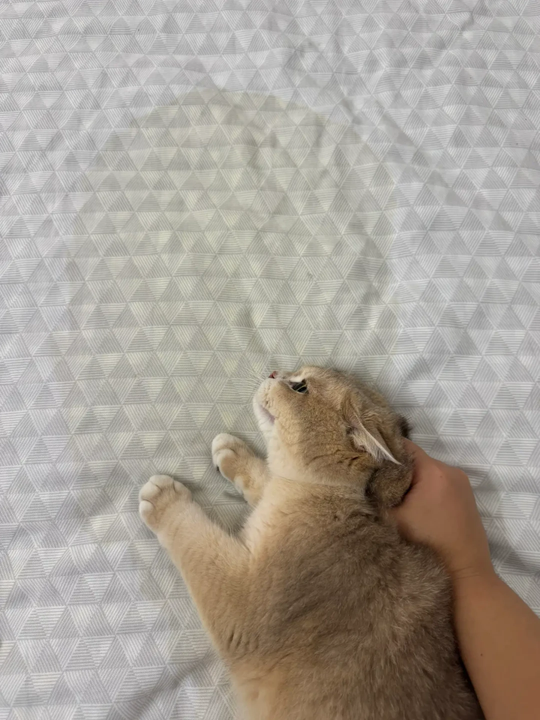 猫尿床被说成