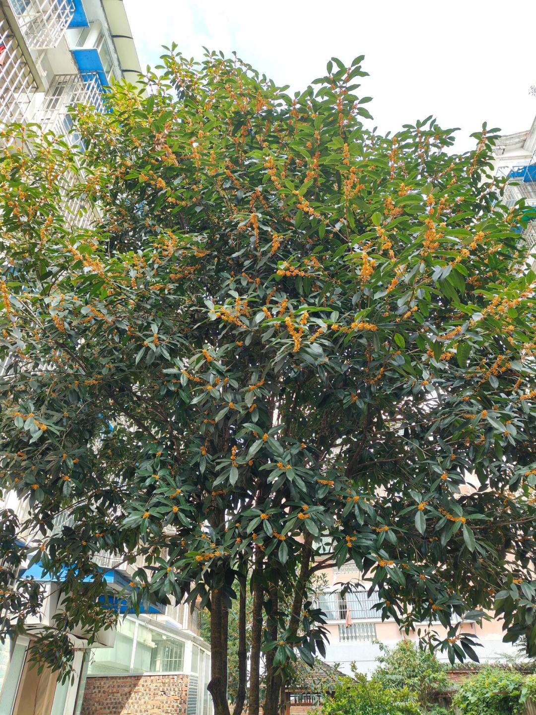 桂花正分头开、中秋还剩10天：我排了6套网上的桂花酒方子，能照抄的只有两组数