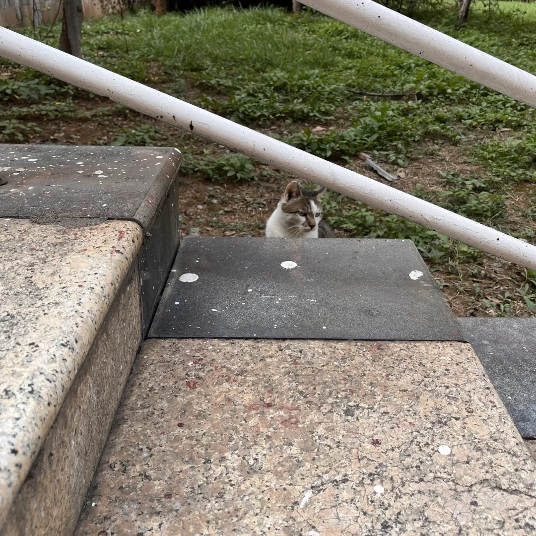 被校园猫咬了,先别问