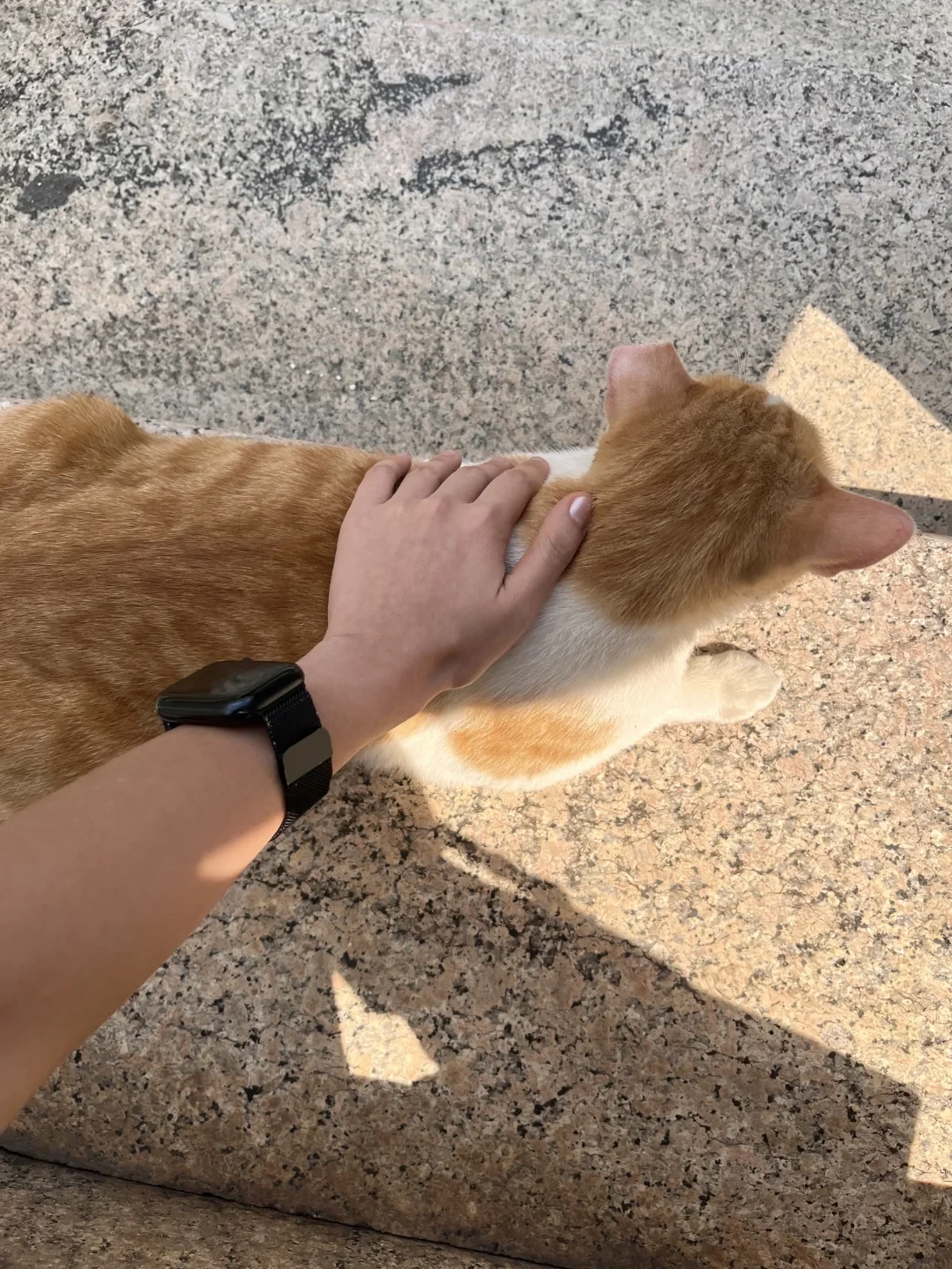 被校园猫咬了,先别问