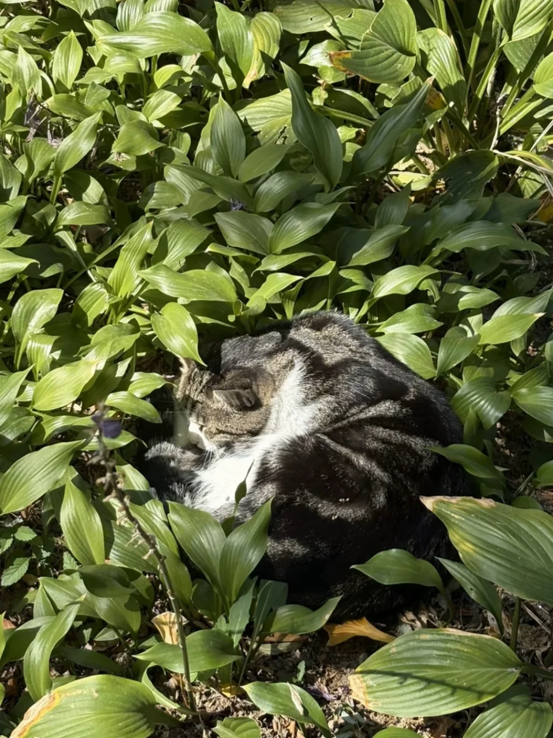 被校园猫咬了,先别问