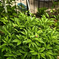 芍药苗“现挖现发”已经刷屏：一年唯一一次买苗窗口看地温，南岭以南别追